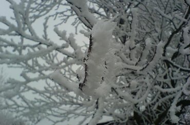 ZIMA #zima #lisc #igła #bialy