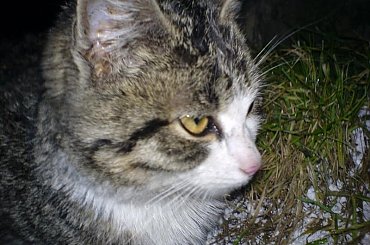 koteczek #kot #kotek #koteczek