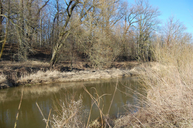 Kaczawa wiosną- okolice Pątnowa