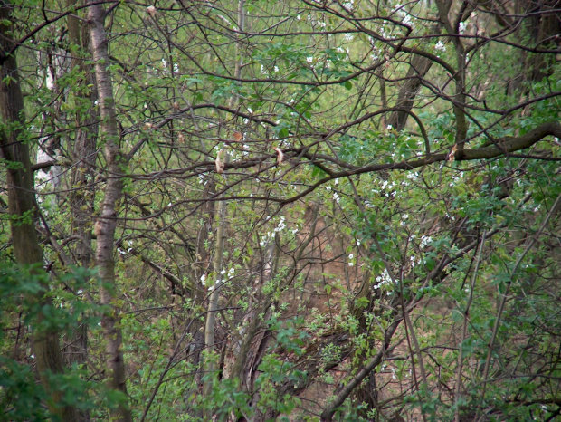 las wiosną #przyroda #natura #las #drzewa #wiosna #krajobraz