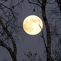 pełnia księżyca #księżyc #niebo #przyroda #natura #drzewa #PełniaKsiężyca