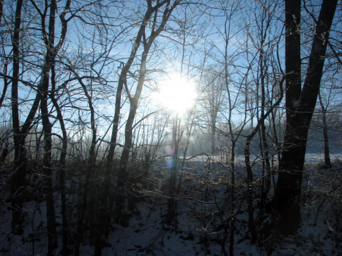zima #przyroda #natura #zima #krajobraz #JeleniaGóra #drzewa #śnieg #karkonosze