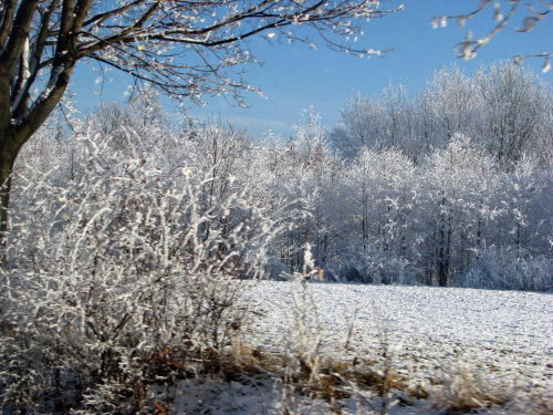 las zimą #przyroda #natura #zima #śnieg #krajobraz #karkonosze #JeleniaGóra