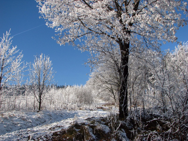 zima w górach #przyroda #natura #karkonosze #zima #drzewa #góry #niebo #krajobraz