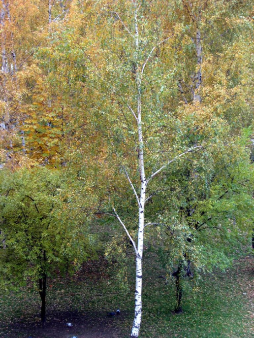 Drzewo brzoza u schyłku jesieni. #BrzozaDrzewoJesień