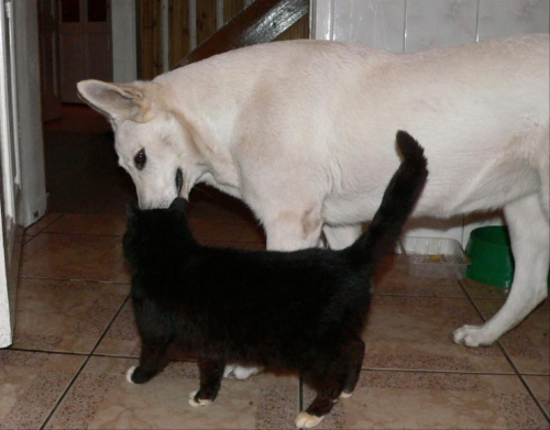 Biały owczarek i kot #KotPiesBialyOwczarek