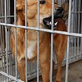 najgłośniej płaczący pies w schronie Rudziaszek #DoAdopcji #schron #czeka #pies #adoptuj #Jastrzębie