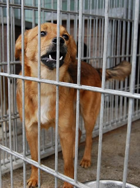 Rudziaszek- najgłośniej płaczący pies w schronie #DoAdopcji #schron #czeka #pies #adoptuj #Jastrzębie