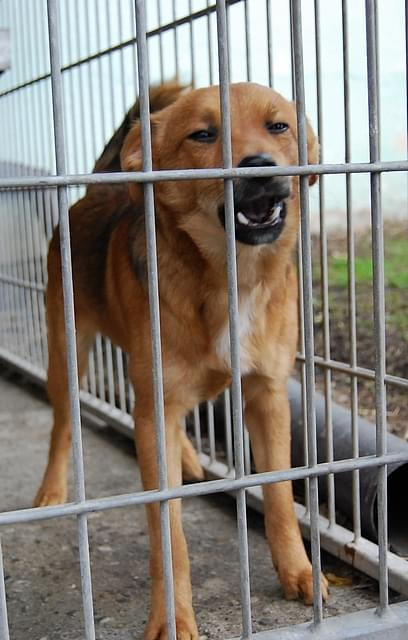 Rudziaszek #DoAdopcji #schron #czeka #pies #adoptuj #Jastrzębie