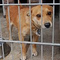 Sunia #DoAdopcji #schron #czeka #pies #adoptuj #Jastrzębie
