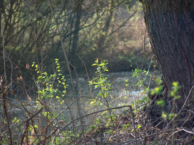 wiosna nad wodą #przyroda #zwierzęta #natura #NadWodą #staw #wiosna #krajobraz #drzewa