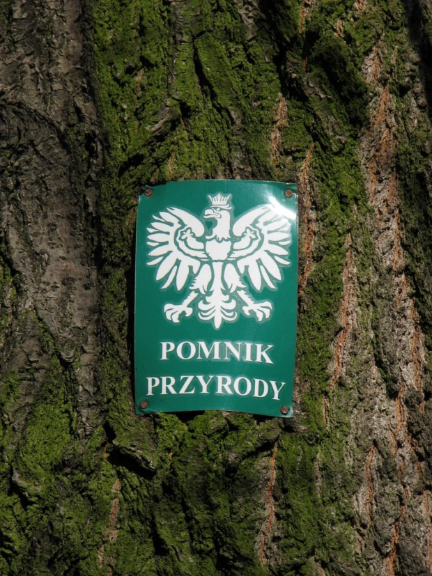 Dobrze się rozglądając można wypatrzyć kilka ciekawych okazów. #park