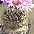 Turbinicarpus pseudopectinatus