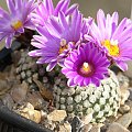 Turbinicarpus valdezianus