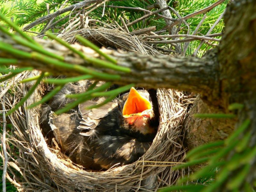 Pisklaki drozda wędrownego
(American Robin, Turdus migratorius) w gnieździe na świerku. #Ptaki