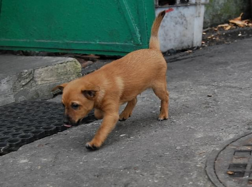 szczeniak do adopcji