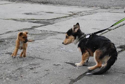 Toluś+szczeniak do adopcji
