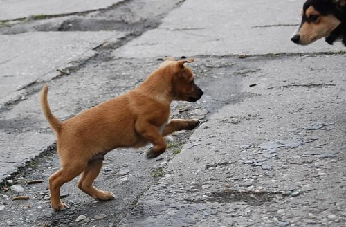 szczeniak do adopcji