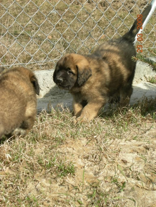 #pies #psy #leonberger