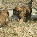 #pies #psy #leonberger