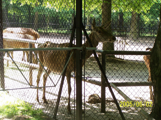 zoo