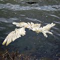 skrzydło anioła... #krajobraz #natura #przyroda #rzeka #łabędź
