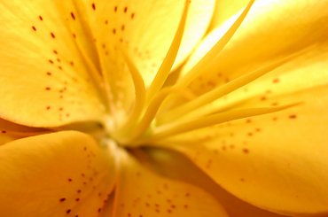 orchidea #natura #przyroda #kwiaty #rośliny #orchidea #makrofotografia #storczykowate