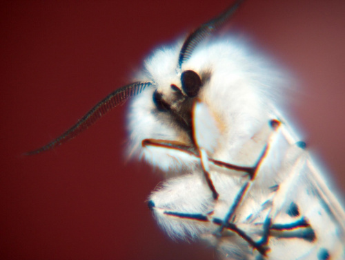 Widłogonka gronostajka Cerura erminea #natura #przyroda #owady #motyle #zwierzęta #ćma #makrofotografia
