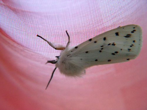 Widłogonka gronostajka Cerura erminea #natura #przyroda #owady #motyle #zwierzęta #ćma #makrofotografia