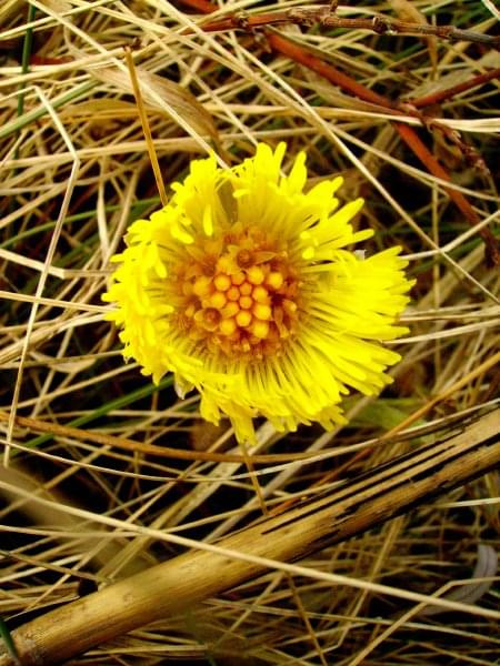 Dla Lew1962 z dużym dziękuję ;) #natura #wiosna #przyroda #kwiaty #zieleń #trawa #łąka