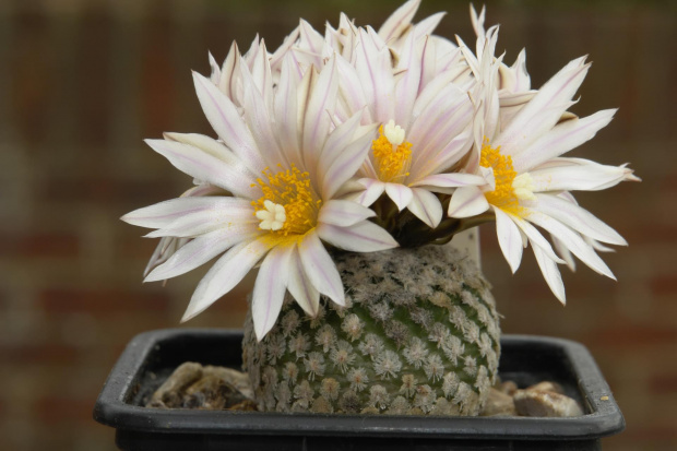 Turbinicarpus valdezianus v. albiflorus