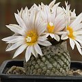 Turbinicarpus valdezianus v. albiflorus