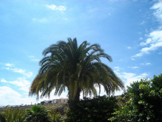 Palma:) szkoda, ze u nas takie ladne nie rosną:( #roślinki #GranCanaria #palma #egzotyczne #Niebo #chmurki