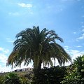Palma:) szkoda, ze u nas takie ladne nie rosną:( #roślinki #GranCanaria #palma #egzotyczne #Niebo #chmurki