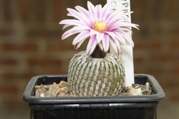 Turbinicarpus pseudopectinatus