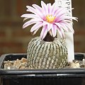 Turbinicarpus pseudopectinatus