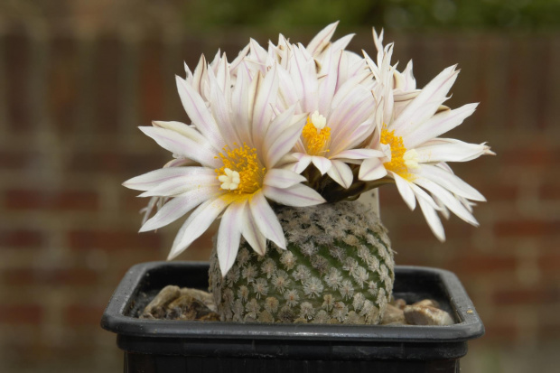 Turbinicarpus valdezianus v. albiflorus