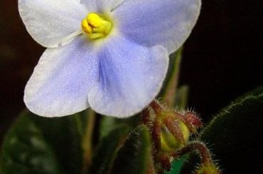 #fiołek #kwiaty #wiosna