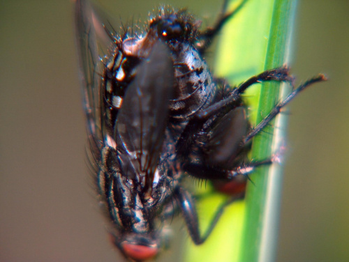 muchy - kopulujące #przyroda #natura #zwierzęta #owady #muchy #makrofotografia