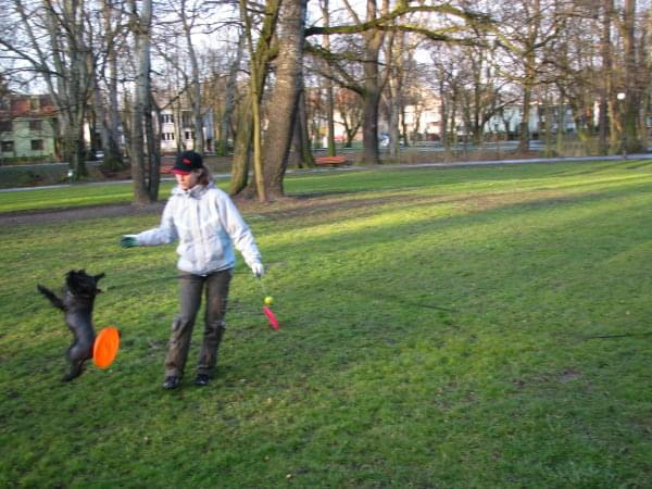 frisbee #PiesSznaucer