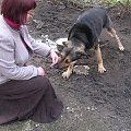 Mister został przywiązany na krótkim łańcuchu przy budzie, w błocie, z dala od człowieka. Dla niego to tragedia. Mister ma 2,5 roku i wiele do zaoferowania.
Mister pilnie szuka domu!!!!