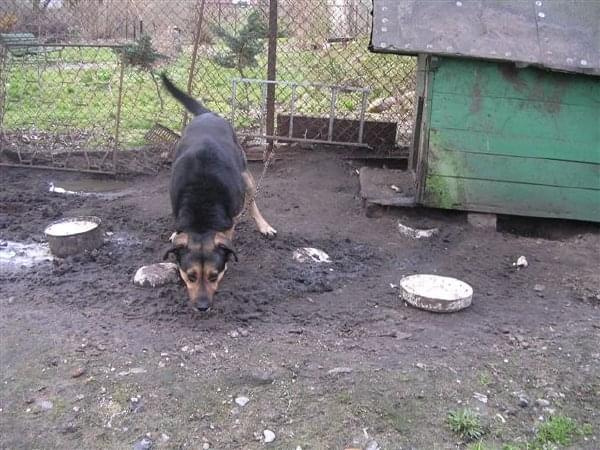 Mister został przywiązany na krótkim łańcuchu przy budzie, w błocie, z dala od człowieka. Dla niego to tragedia. Mister ma 2,5 roku i wiele do zaoferowania.
Mister pilnie szuka domu!!!!