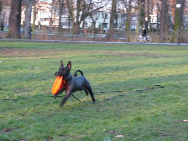 frisbee #pies