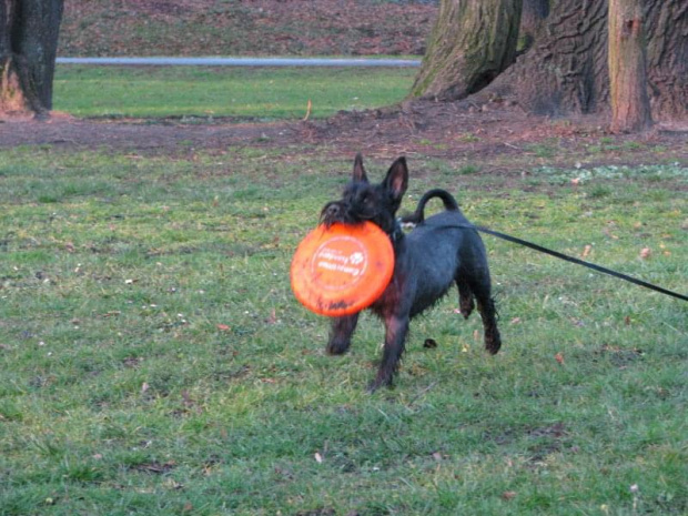 frisbee #pies