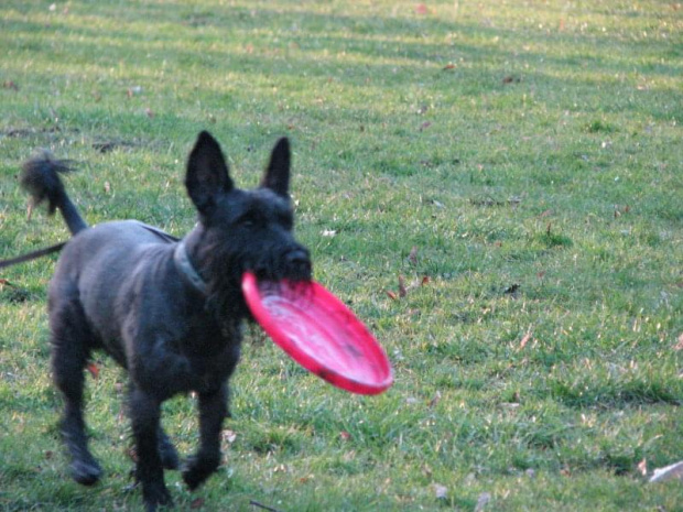 frisbee #pies