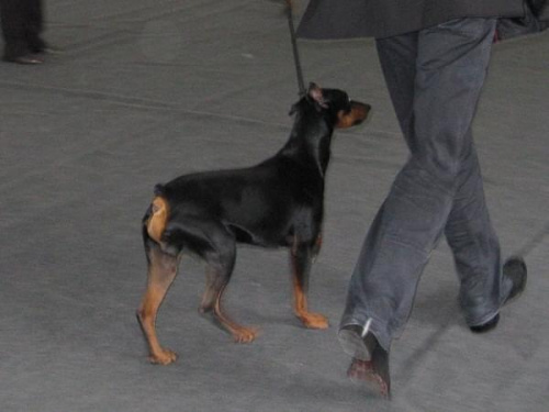 MOCAR Galant 1 #PinczerŚredni #GermanPinscher