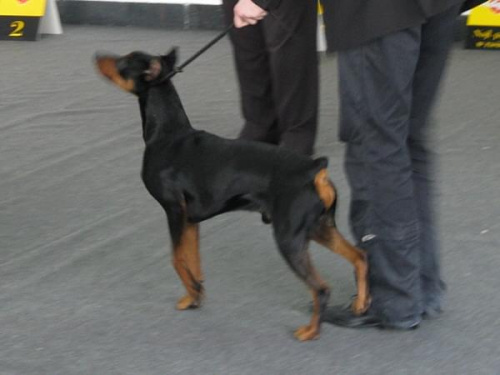 MOCAR Galant 2 #PinczerŚredni #GermanPinscher