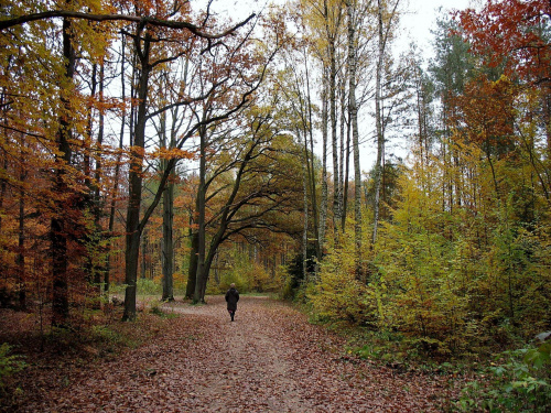 Koluszki, las jesienią #Koluszki #las #jesień