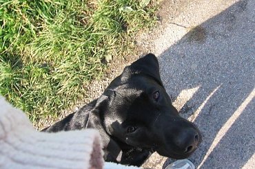 spacerek #MarleyPiesLabrador