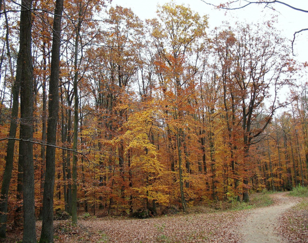 Koluszki, las jesienią #Koluszki #las #jesień